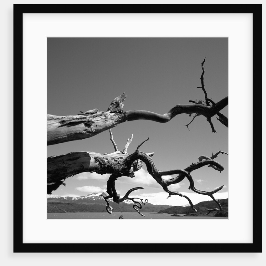 Dead Branches with Lake and Mountains by Anonymous