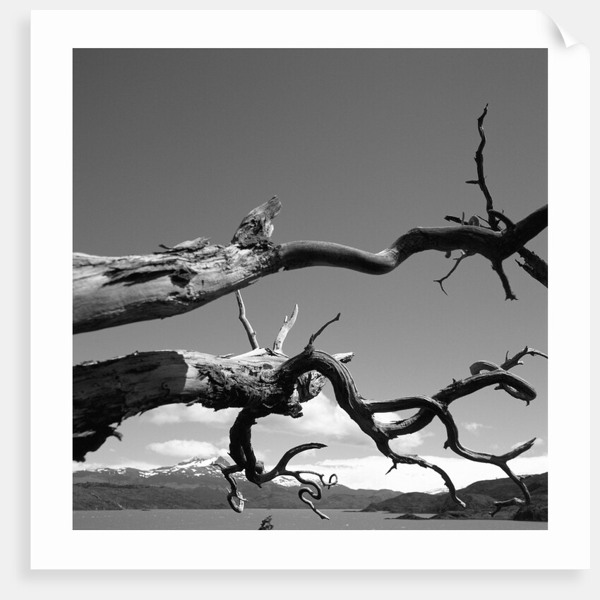 Dead Branches with Lake and Mountains by Anonymous