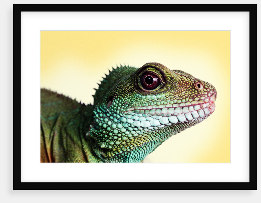 Green Water Dragon by Anonymous