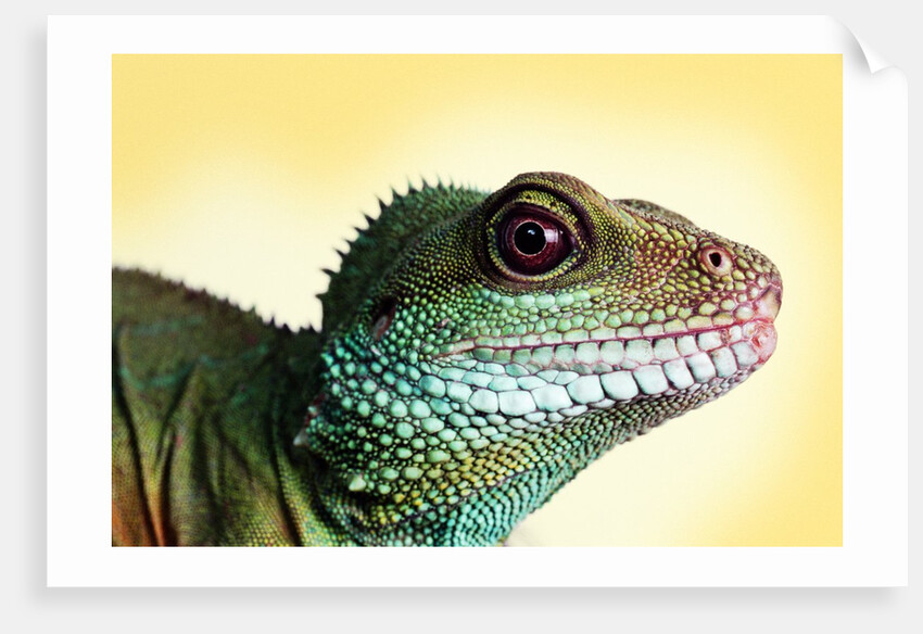 Green Water Dragon by Anonymous