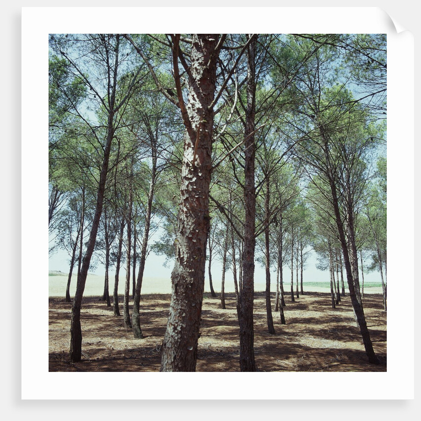Coniferous Forest by Anonymous