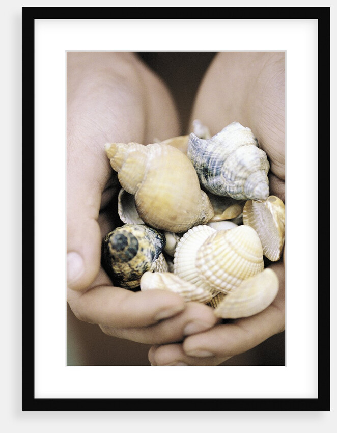 Hands Holding Seashells by Anonymous
