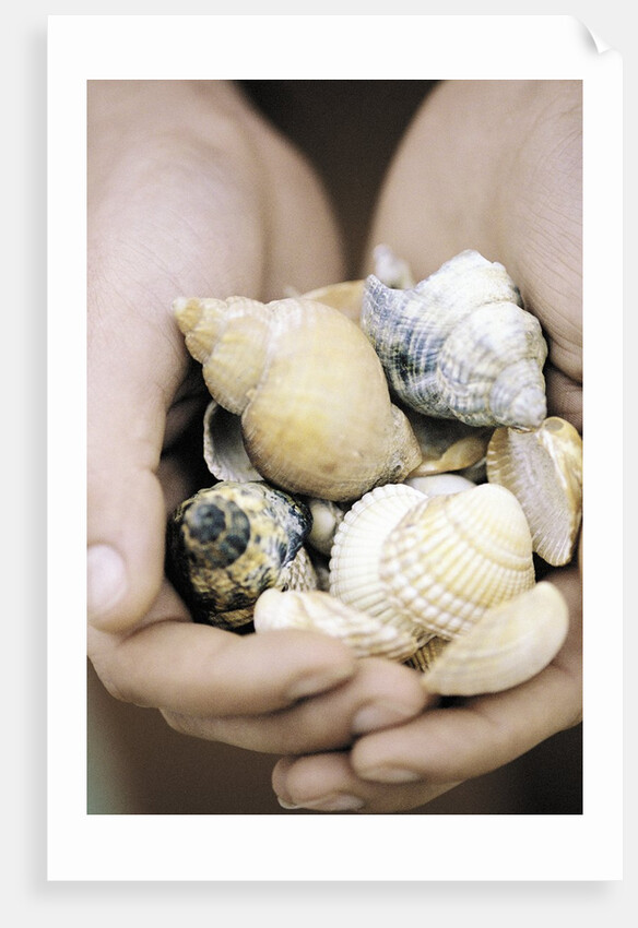 Hands Holding Seashells by Anonymous