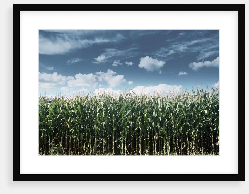 Field of Corn Plants by Anonymous