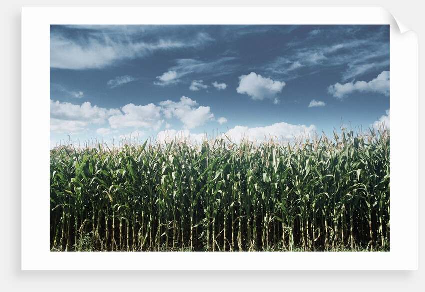 Field of Corn Plants by Anonymous