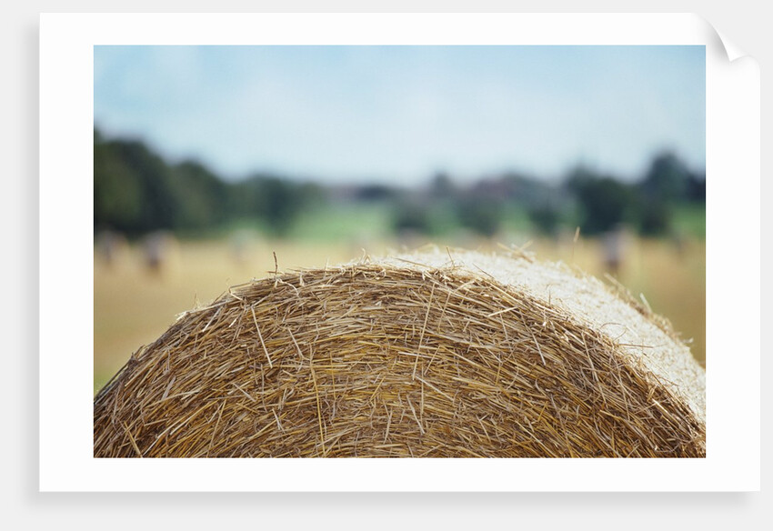 Top of Bale of Hay by Anonymous