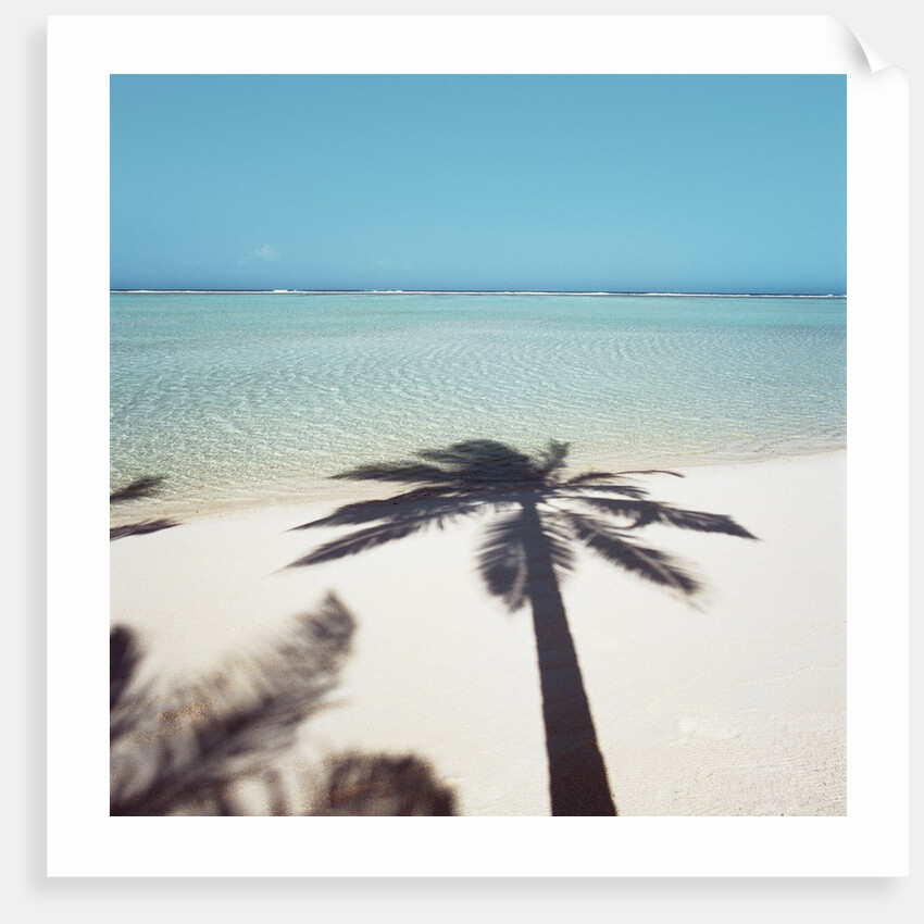 Shadow of Palm Tree on a Beach by Anonymous