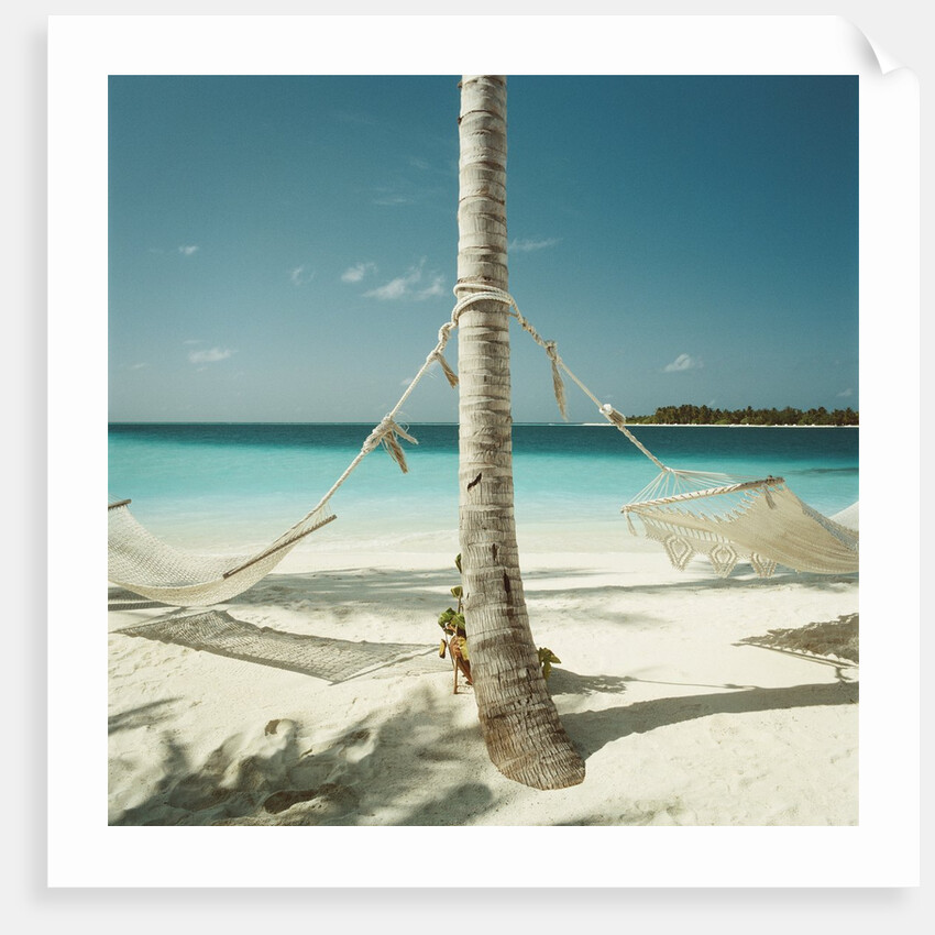 Hammocks Tied to a Palm Tree by Anonymous