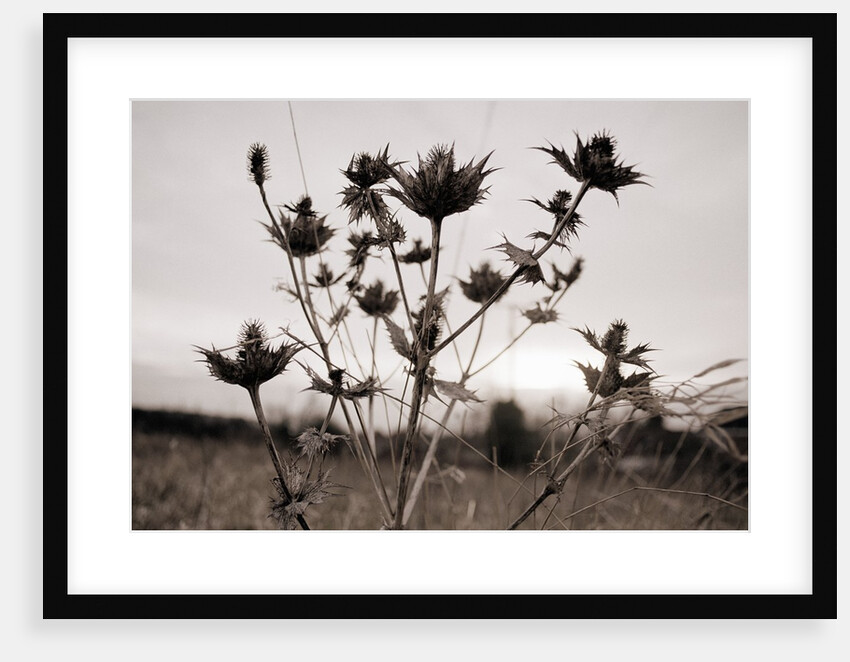Thistle by Anonymous