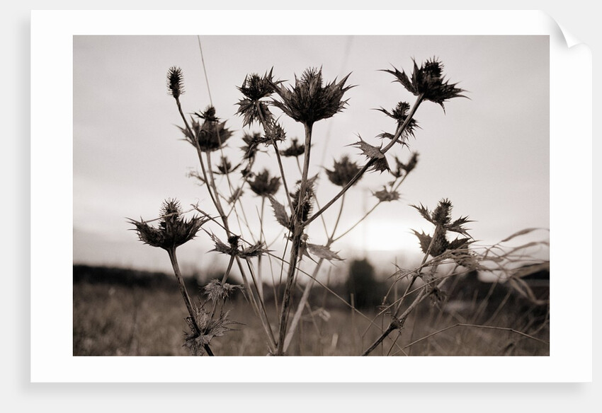 Thistle by Anonymous