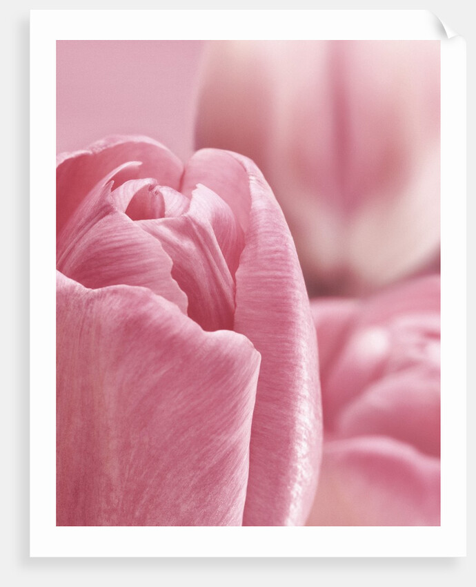 Bunch of Pink Tulips by Anonymous