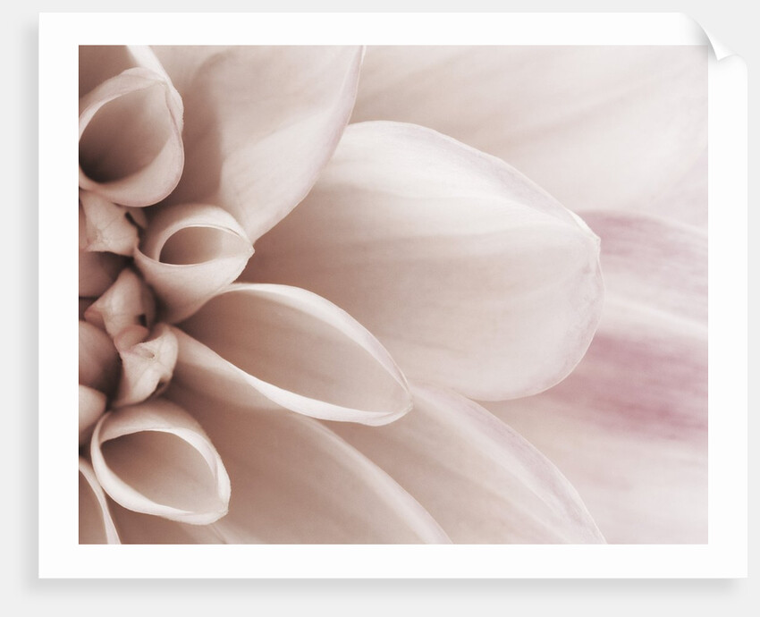 Blooming Dahlia Flower by Anonymous