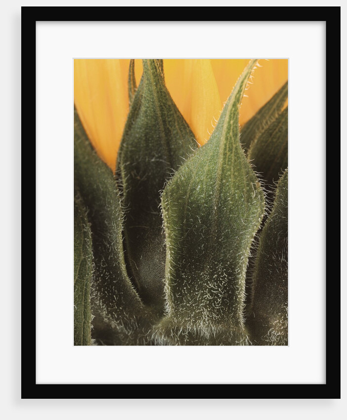 Sunflower Detail by Anonymous