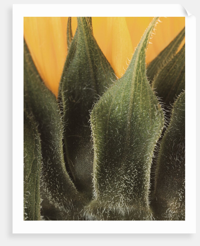 Sunflower Detail by Anonymous