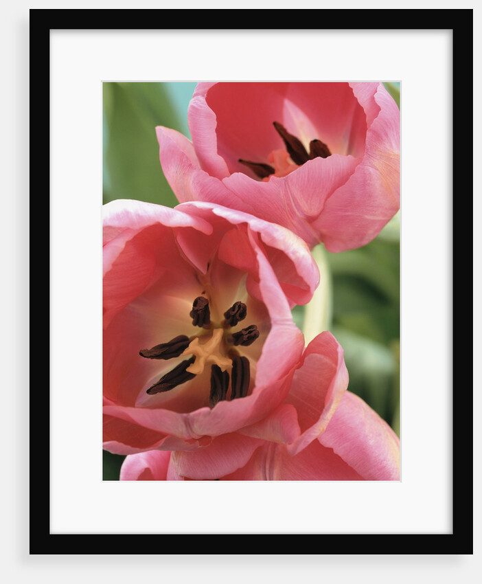 Blooming Tulips by Anonymous