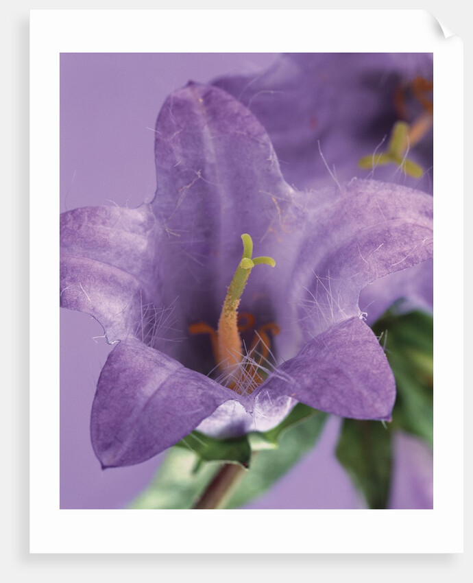 Blooming Delphinium by Anonymous