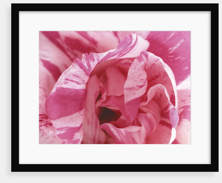 Curling Tulip Petals by Anonymous