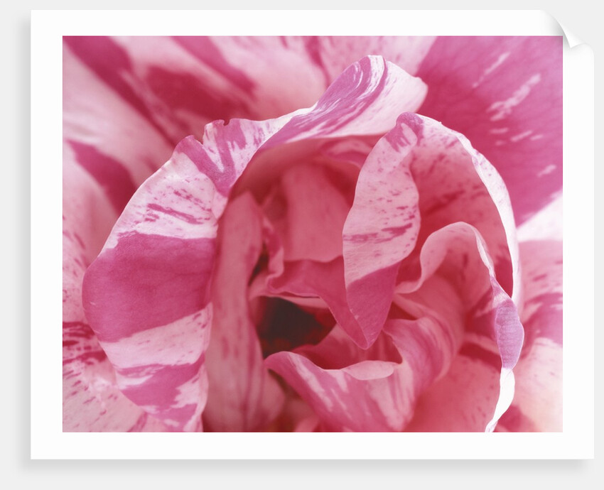 Curling Tulip Petals by Anonymous