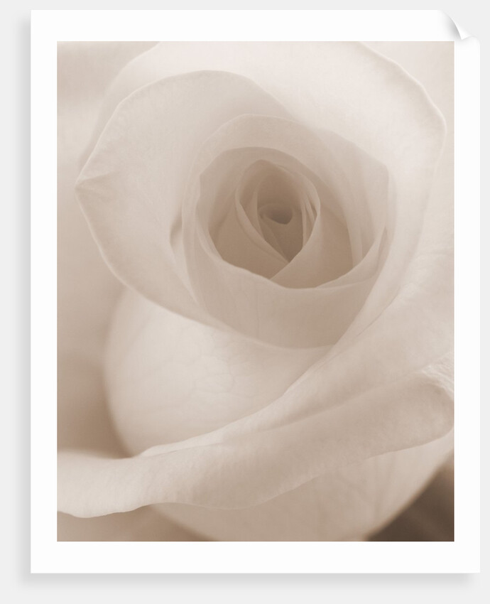 Blooming White Rose by Anonymous