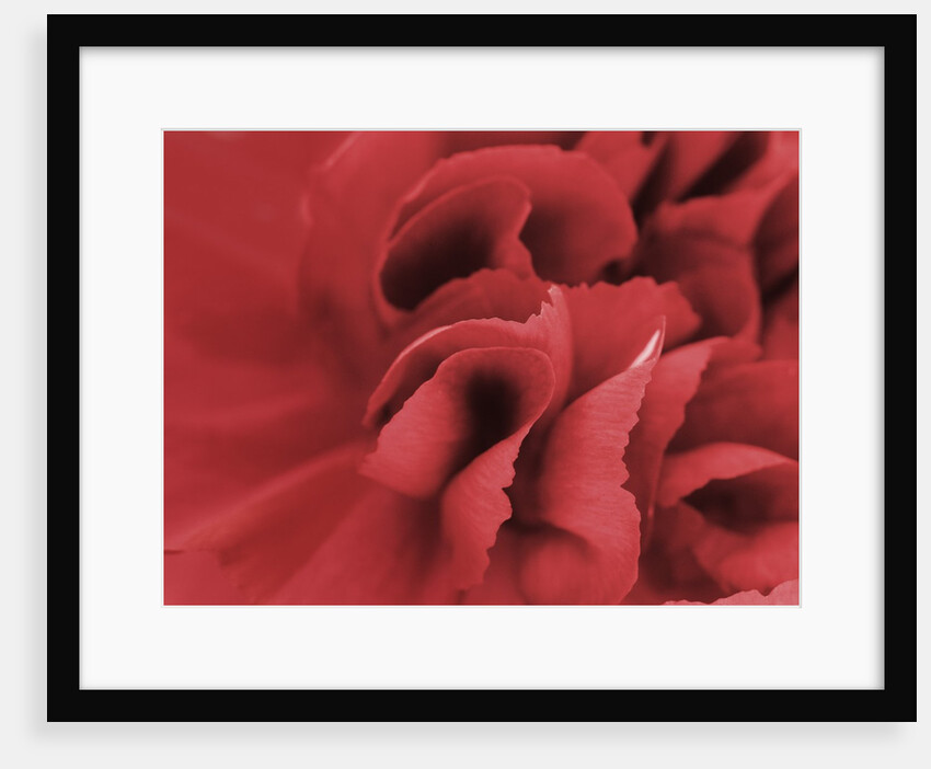 carnation detail by Anonymous