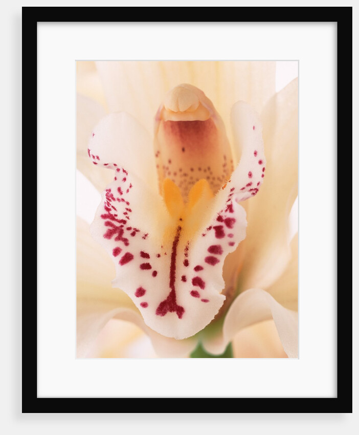 Blooming Orchid by Anonymous
