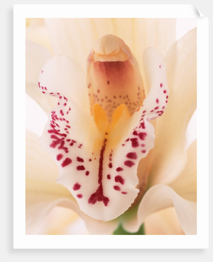 Blooming Orchid by Anonymous