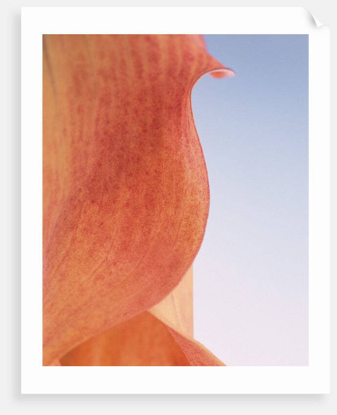 Lily Petal by Anonymous