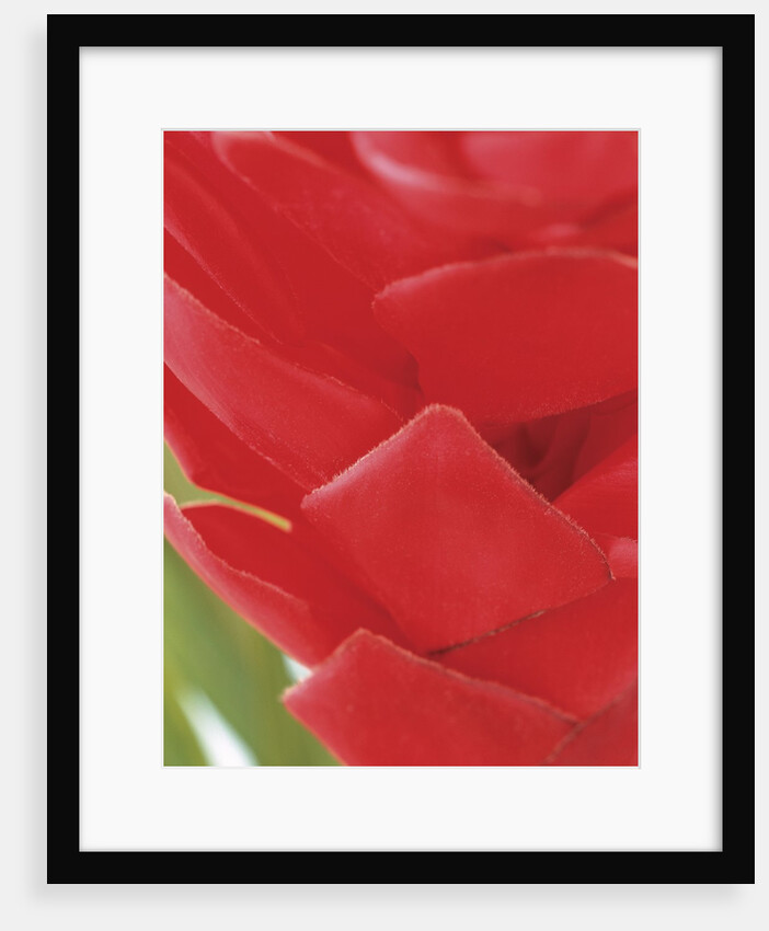 Guzmania Petals by Anonymous