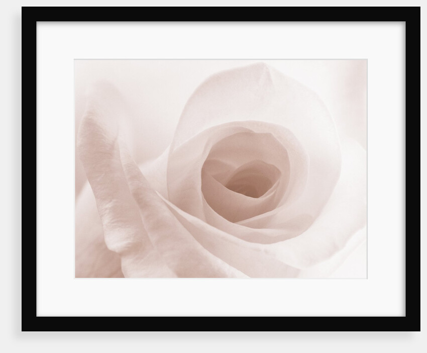 Blooming White Rose by Anonymous