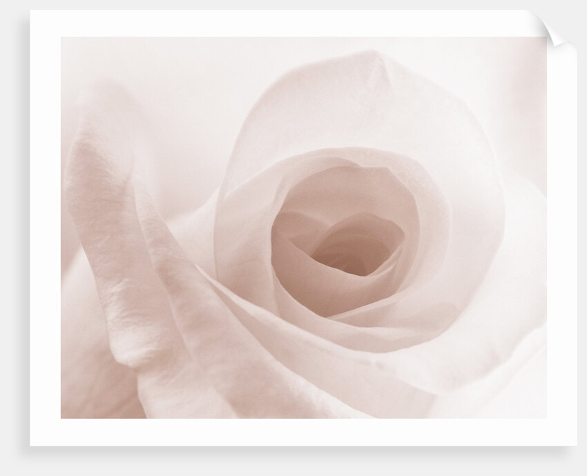 Blooming White Rose by Anonymous