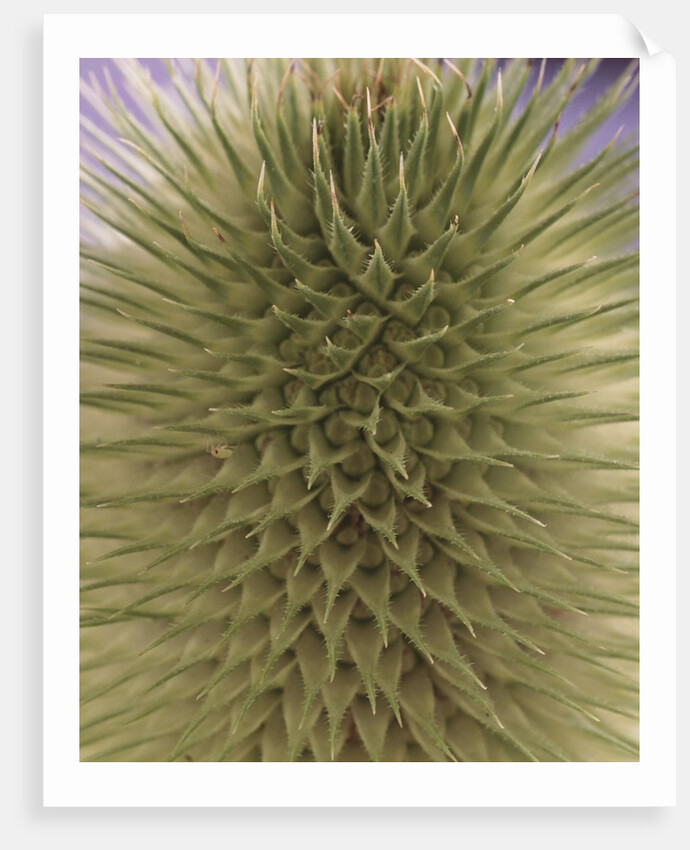 green thistle by Anonymous