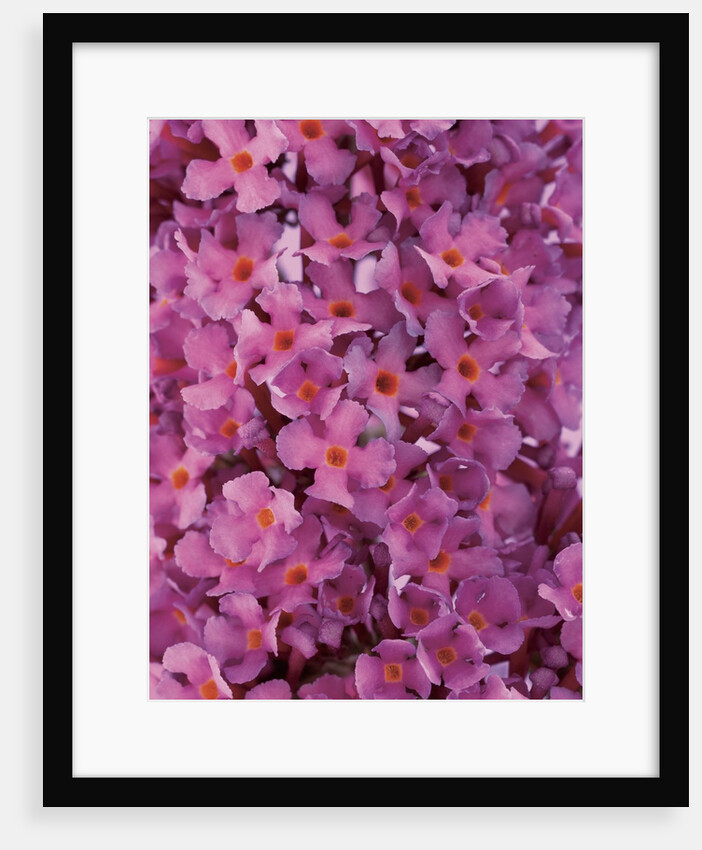 phlox flowers by Anonymous