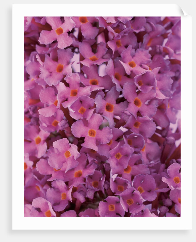 phlox flowers by Anonymous