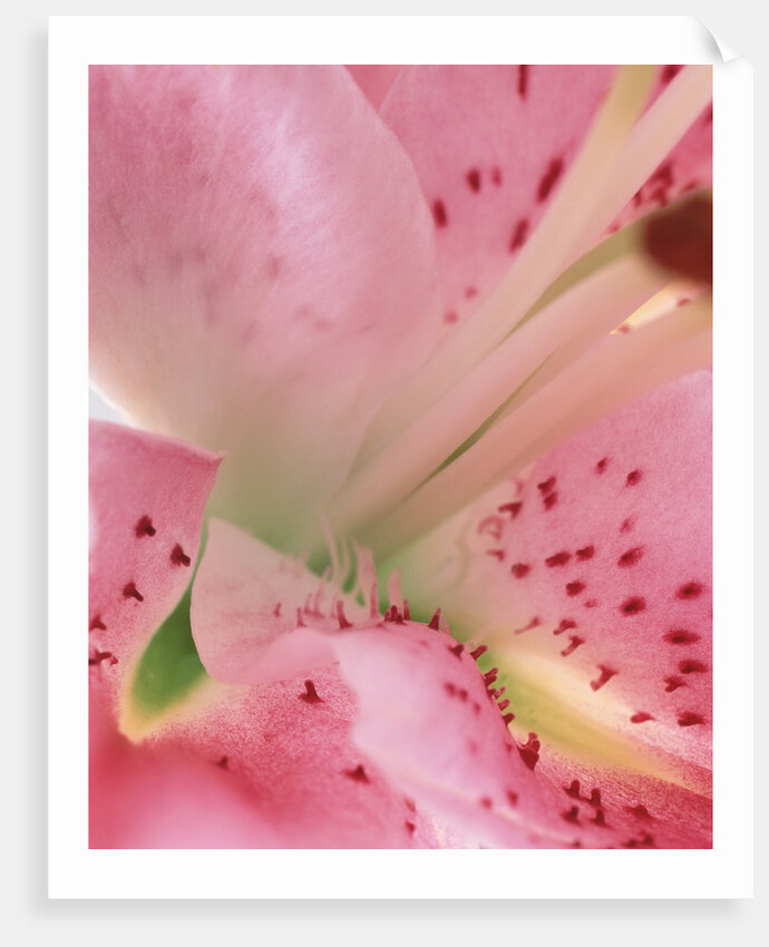 oriental lily detail by Anonymous