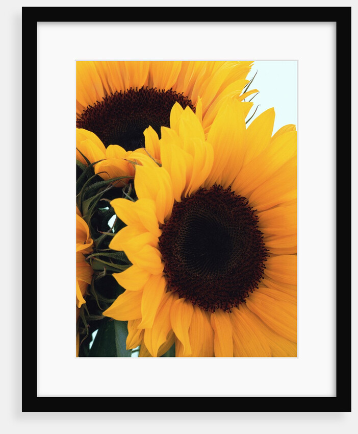 bunch of sunflowers by Anonymous