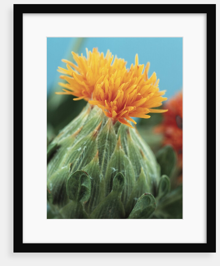 Orange Thistle by Anonymous