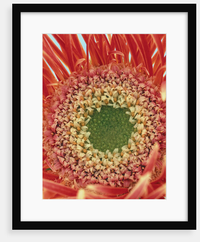 Sepals From a Gerbera Daisy by Anonymous
