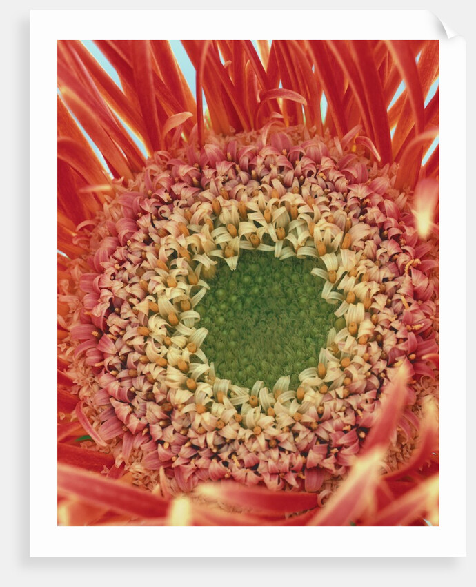 Sepals From a Gerbera Daisy by Anonymous