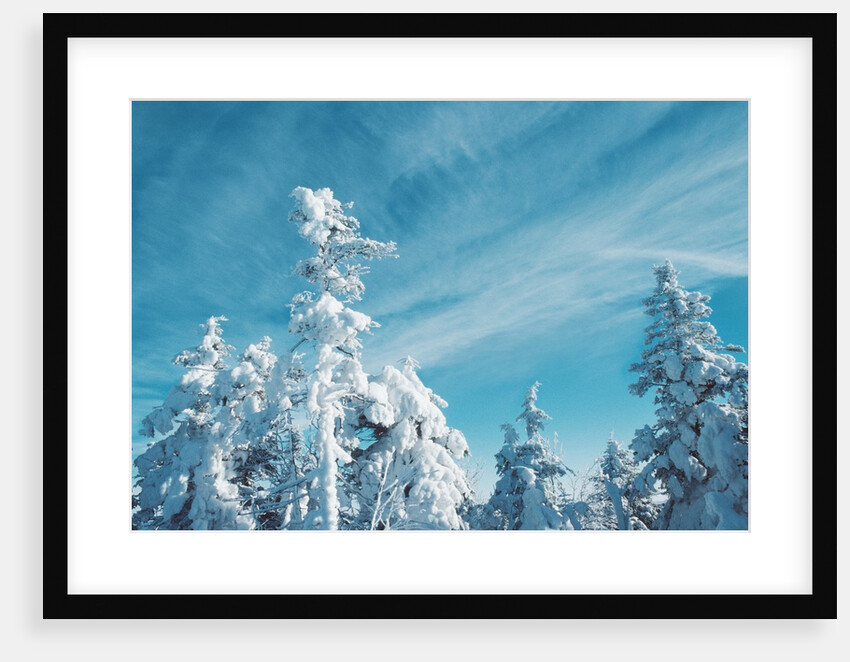 Trees Covered in Snow by Anonymous