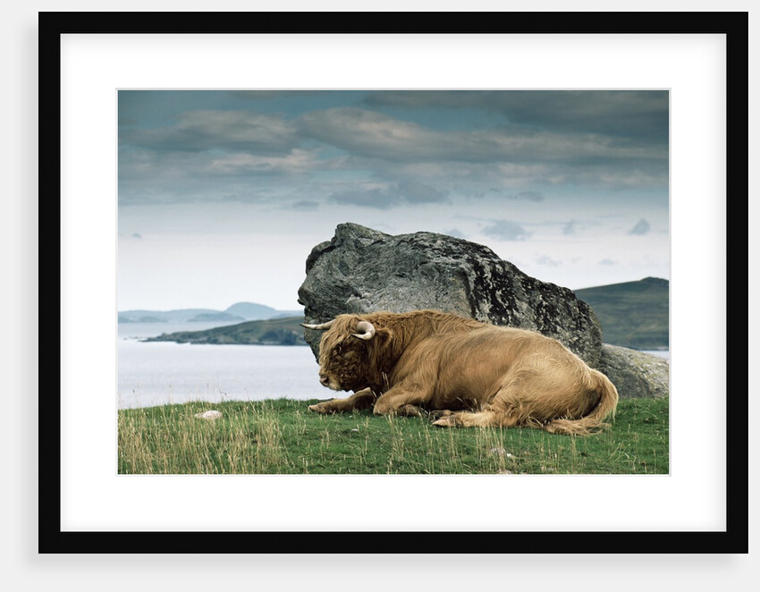 Highlander Bull by Anonymous