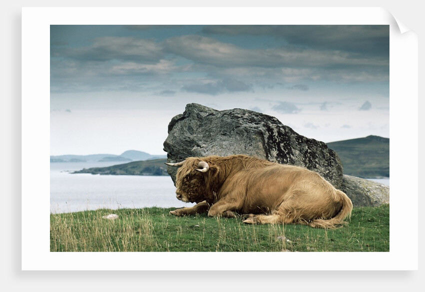 Highlander Bull by Anonymous