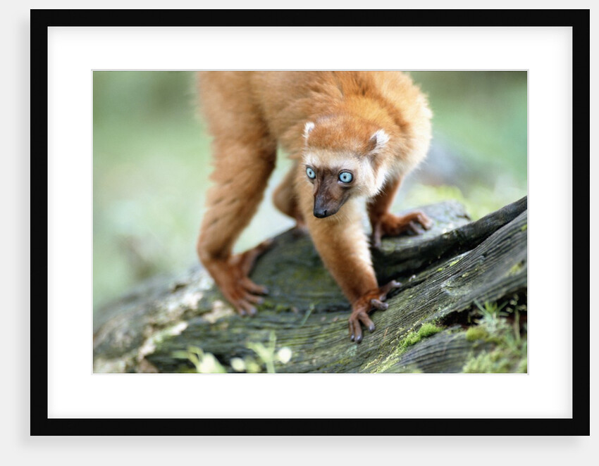 Blue Eyed Lemur by Anonymous