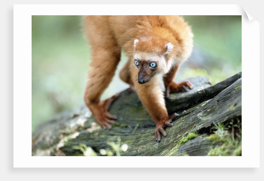 Blue Eyed Lemur by Anonymous