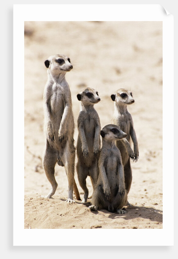 Meerkats by Anonymous