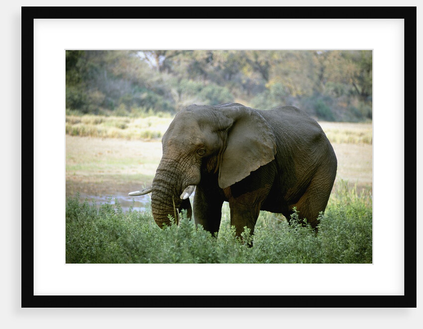 African Elephant by Anonymous