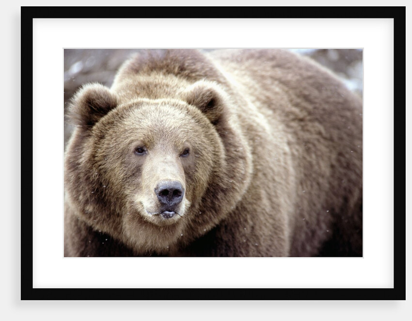 Kodiak Bear by Anonymous