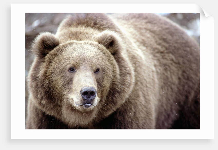 Kodiak Bear by Anonymous