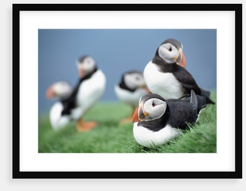 Puffins on Grass by Anonymous