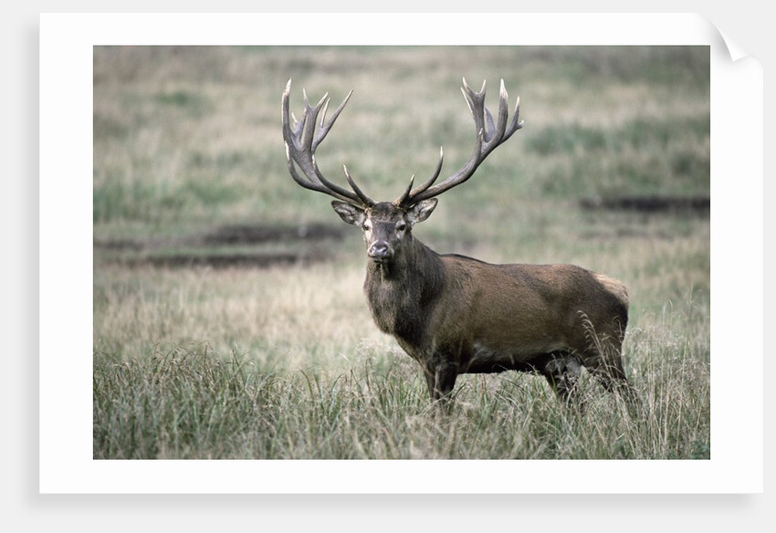 Red Deer by Anonymous