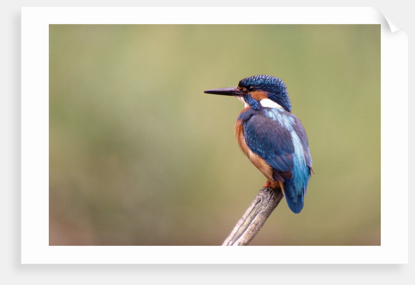 Common Kingfisher by Anonymous